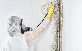 Best Environmental Consulting for Mold Prevention  in Morrison, IL